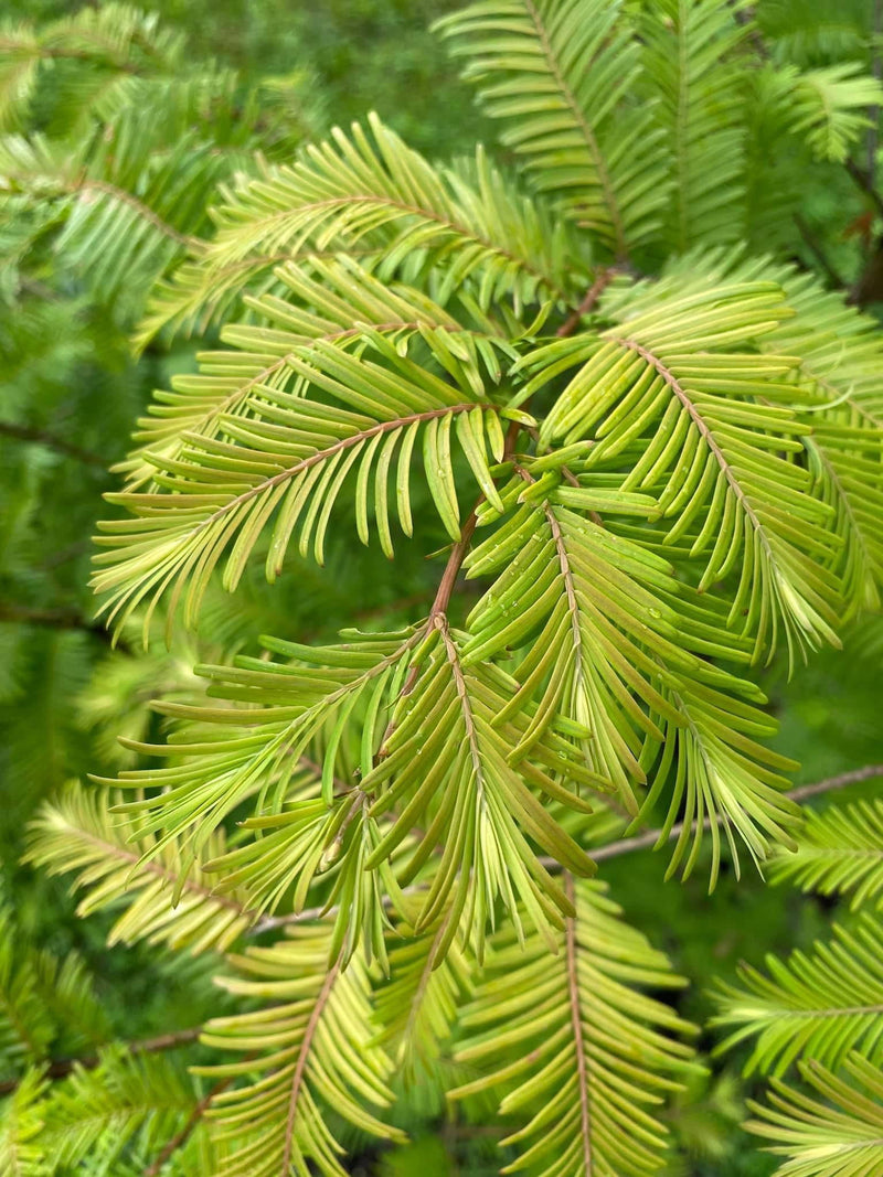 - Metasequoia glyptostroboides 'Amber Glow™' Golden Redwood - Mr Maple │ Buy Japanese Maple Trees
