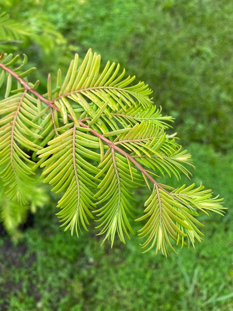- Metasequoia glyptostroboides 'Amber Glow™' Golden Redwood - Mr Maple │ Buy Japanese Maple Trees