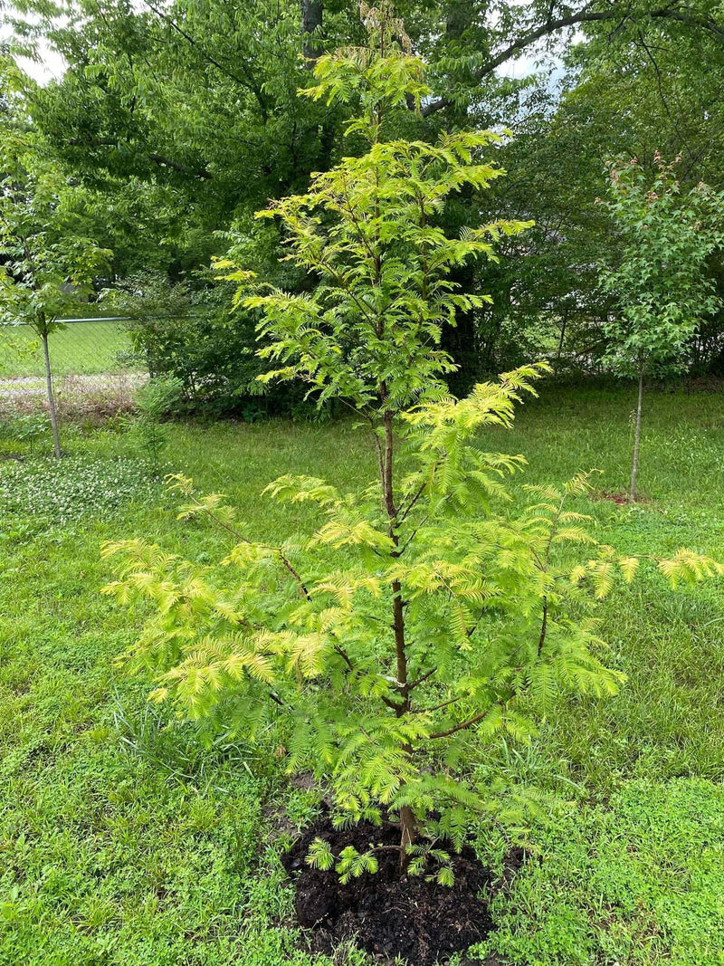 - Metasequoia glyptostroboides 'Amber Glow™' Golden Redwood - Mr Maple │ Buy Japanese Maple Trees