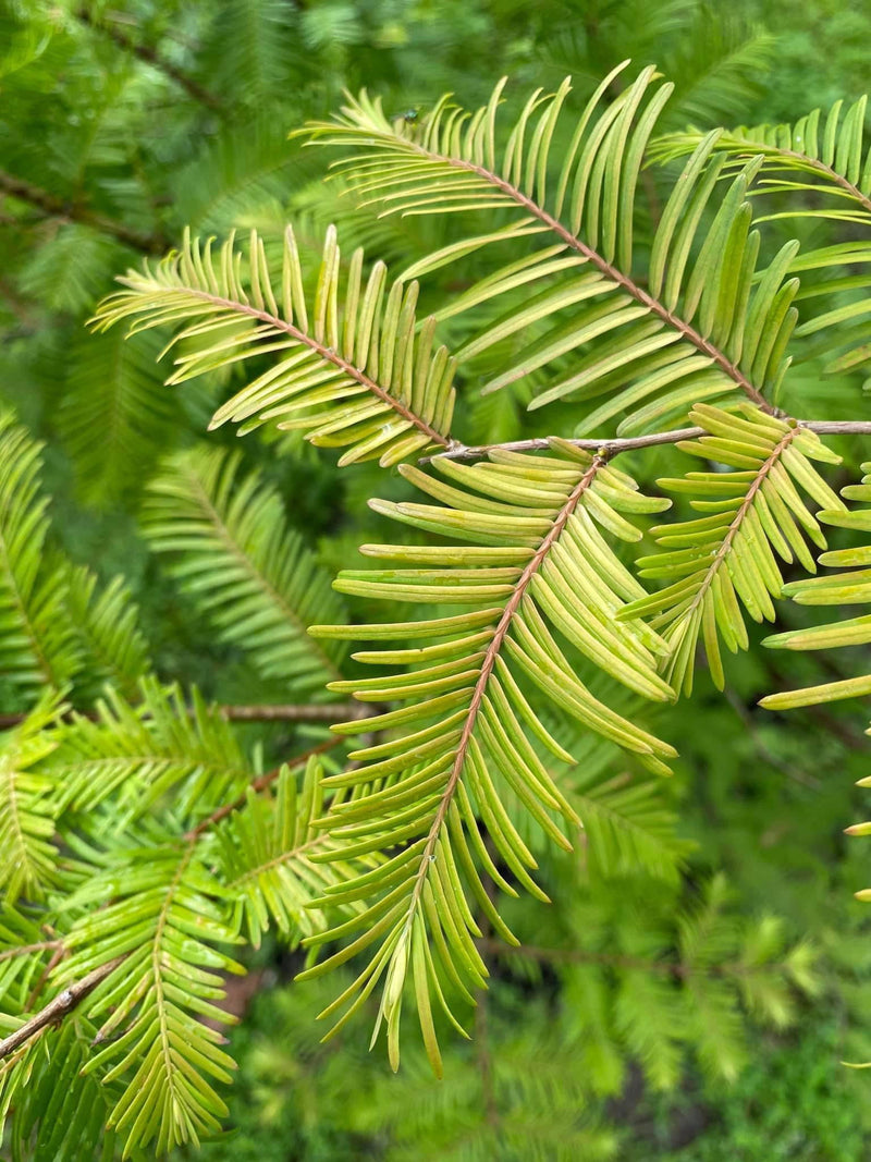 - Metasequoia glyptostroboides 'Amber Glow™' Golden Redwood - Mr Maple │ Buy Japanese Maple Trees