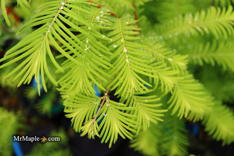 - Metasequoia glyptostroboides 'Amber Glow™' Golden Redwood - Mr Maple │ Buy Japanese Maple Trees