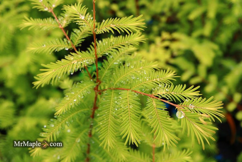 - Metasequoia glyptostroboides 'Amber Glow™' Golden Redwood - Mr Maple │ Buy Japanese Maple Trees