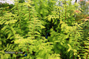 - Metasequoia glyptostroboides 'Amber Glow™' Golden Redwood - Mr Maple │ Buy Japanese Maple Trees
