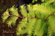 - Metasequoia glyptostroboides 'Amber Glow™' Golden Redwood - Mr Maple │ Buy Japanese Maple Trees