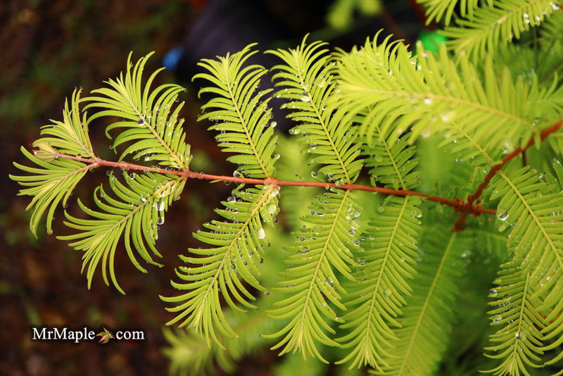 - Metasequoia glyptostroboides 'Amber Glow™' Golden Redwood - Mr Maple │ Buy Japanese Maple Trees