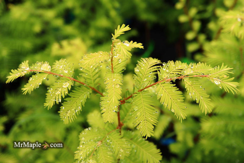 - Metasequoia glyptostroboides 'Amber Glow™' Golden Redwood - Mr Maple │ Buy Japanese Maple Trees