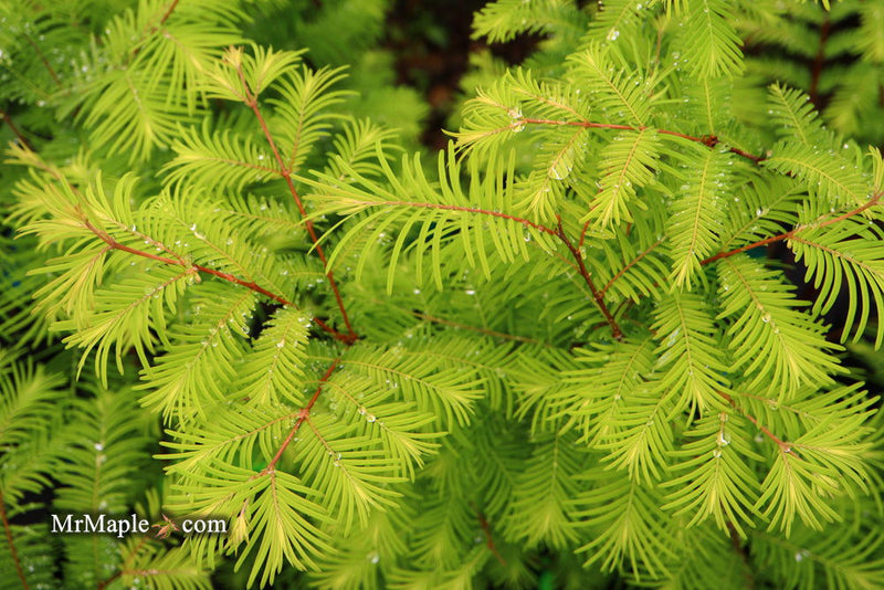 - Metasequoia glyptostroboides 'Amber Glow™' Golden Redwood - Mr Maple │ Buy Japanese Maple Trees