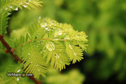 - Metasequoia glyptostroboides 'Amber Glow™' Golden Redwood - Mr Maple │ Buy Japanese Maple Trees