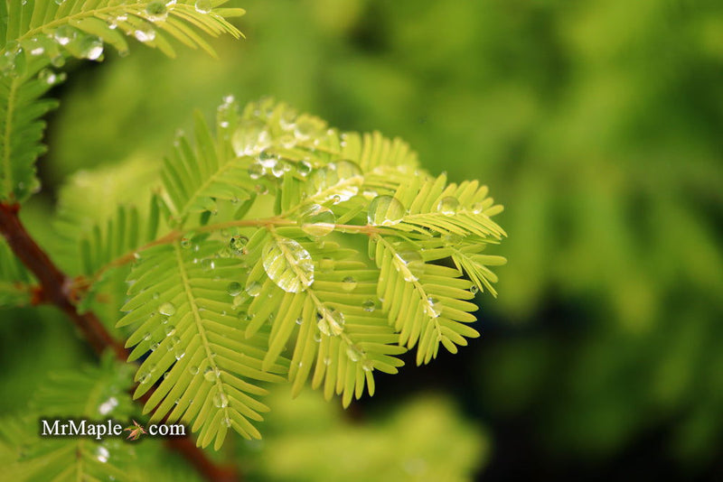 - Metasequoia glyptostroboides 'Amber Glow™' Golden Redwood - Mr Maple │ Buy Japanese Maple Trees