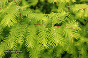 - Metasequoia glyptostroboides 'Amber Glow™' Golden Redwood - Mr Maple │ Buy Japanese Maple Trees