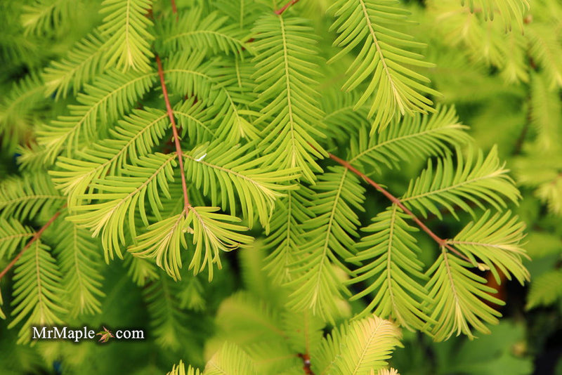 - Metasequoia glyptostroboides 'Amber Glow™' Golden Redwood - Mr Maple │ Buy Japanese Maple Trees