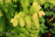 - Metasequoia glyptostroboides 'Amber Glow™' Golden Redwood - Mr Maple │ Buy Japanese Maple Trees