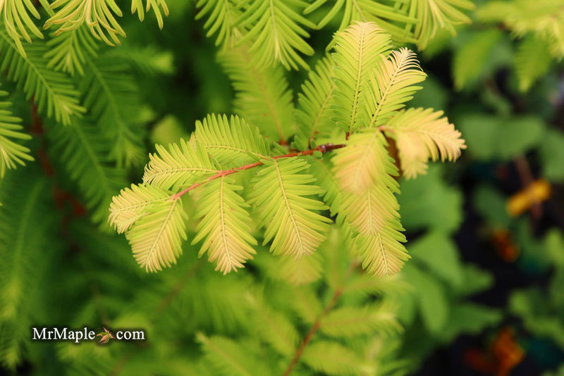 - Metasequoia glyptostroboides 'Amber Glow™' Golden Redwood - Mr Maple │ Buy Japanese Maple Trees
