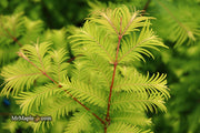 - Metasequoia glyptostroboides 'Amber Glow™' Golden Redwood - Mr Maple │ Buy Japanese Maple Trees