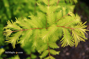- Metasequoia glyptostroboides 'Amber Glow™' Golden Redwood - Mr Maple │ Buy Japanese Maple Trees