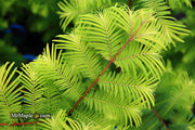 - Metasequoia glyptostroboides 'Amber Glow™' Golden Redwood - Mr Maple │ Buy Japanese Maple Trees