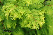 - Metasequoia glyptostroboides 'Amber Glow™' Golden Redwood - Mr Maple │ Buy Japanese Maple Trees