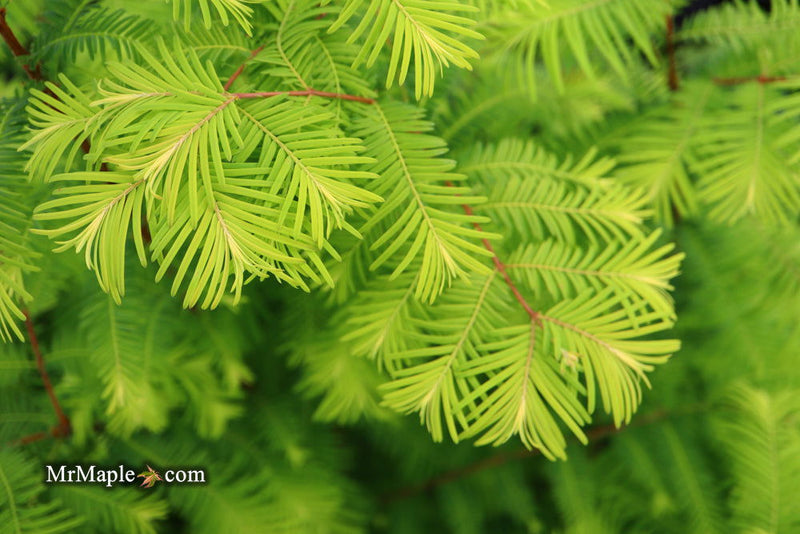 - Metasequoia glyptostroboides 'Amber Glow™' Golden Redwood - Mr Maple │ Buy Japanese Maple Trees