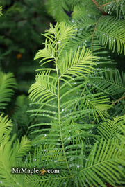 - Metasequoia glyptostroboides 'Amber Glow™' Golden Redwood - Mr Maple │ Buy Japanese Maple Trees