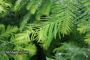 - Metasequoia glyptostroboides 'Amber Glow™' Golden Redwood - Mr Maple │ Buy Japanese Maple Trees