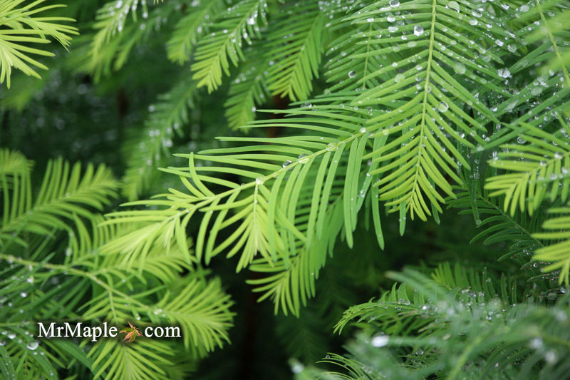 - Metasequoia glyptostroboides 'Amber Glow™' Golden Redwood - Mr Maple │ Buy Japanese Maple Trees