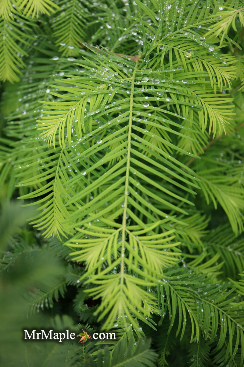 - Metasequoia glyptostroboides 'Amber Glow™' Golden Redwood - Mr Maple │ Buy Japanese Maple Trees