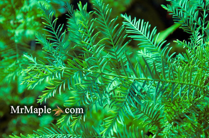 - Metasequoia glyptostroboides 'Blue-isch' Dawn Redwood - Mr Maple │ Buy Japanese Maple Trees