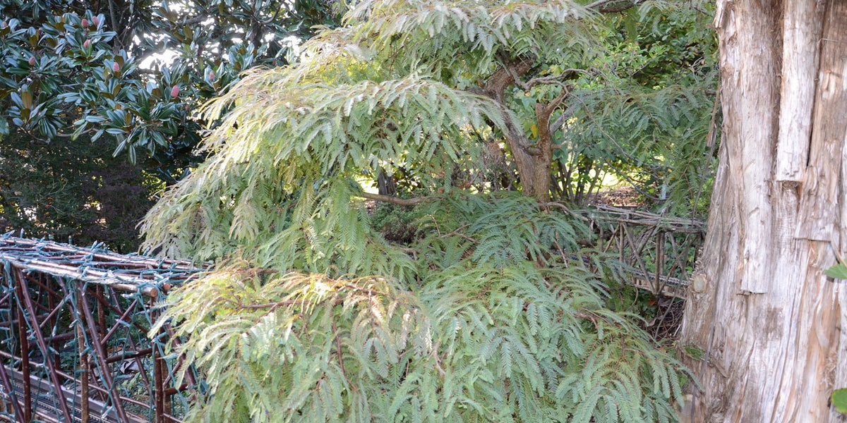 bonsai metasequoia glyptostroboides Buy Metasequoia glyptostroboides 'Bonsai' Dwarf Weeping Dawn Redwood — Mr  Maple │ Buy Japanese Maple Trees