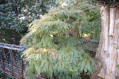 - Metasequoia glyptostroboides 'Bonsai' Dwarf Weeping Dawn Redwood - Mr Maple │ Buy Japanese Maple Trees