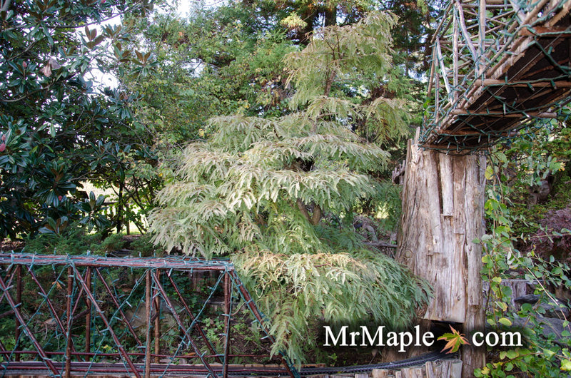- Metasequoia glyptostroboides 'Bonsai' Dwarf Weeping Dawn Redwood - Mr Maple │ Buy Japanese Maple Trees
