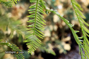 - Metasequoia glyptostroboides 'Bonsai' Dwarf Weeping Dawn Redwood - Mr Maple │ Buy Japanese Maple Trees