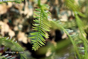 - Metasequoia glyptostroboides 'Bonsai' Dwarf Weeping Dawn Redwood - Mr Maple │ Buy Japanese Maple Trees