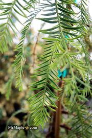 - Metasequoia glyptostroboides 'Bonsai' Dwarf Weeping Dawn Redwood - Mr Maple │ Buy Japanese Maple Trees