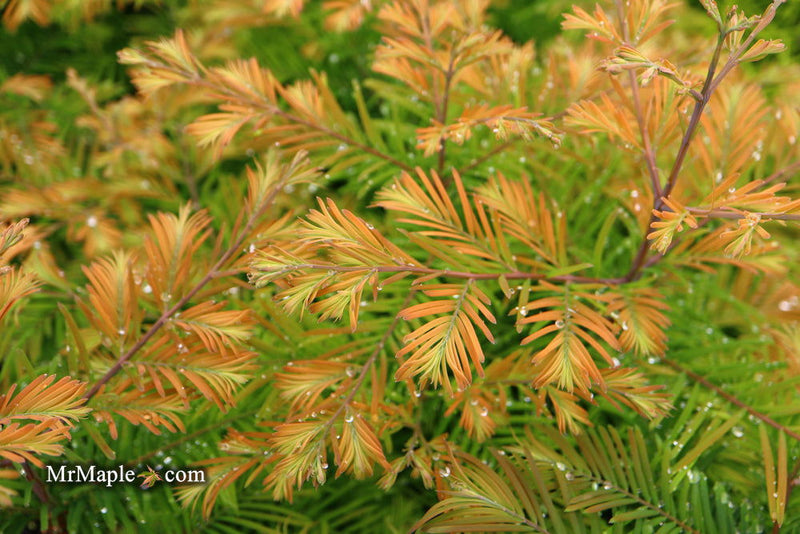 - Metasequoia glyptostroboides 'Daweswood Tawny Fleece'' Dwarf Dawes Arboretum WB Bronze Dawn Redwood - Mr Maple │ Buy Japanese Maple Trees