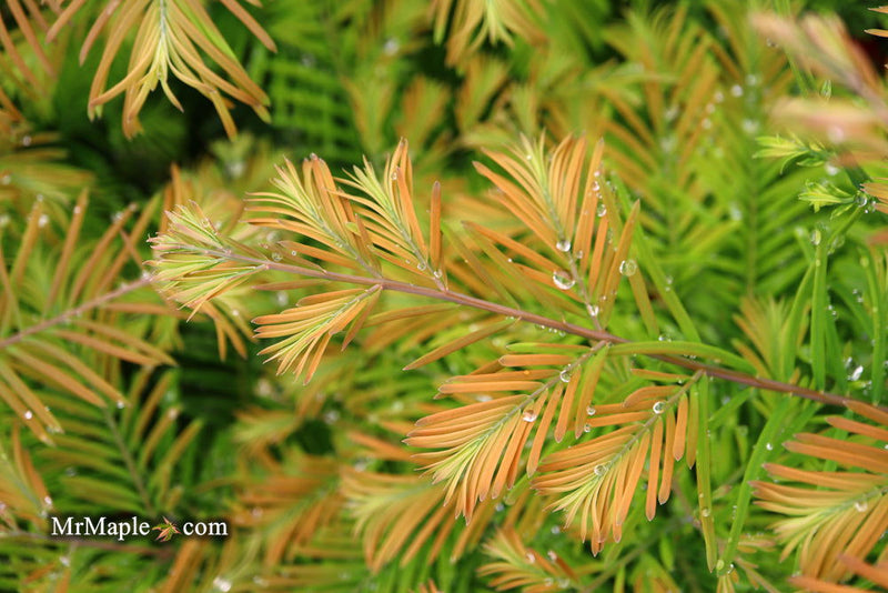 - Metasequoia glyptostroboides 'Daweswood Tawny Fleece'' Dwarf Dawes Arboretum WB Bronze Dawn Redwood - Mr Maple │ Buy Japanese Maple Trees
