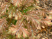 - Metasequoia glyptostroboides 'Daweswood Tawny Fleece'' Dwarf Dawes Arboretum WB Bronze Dawn Redwood - Mr Maple │ Buy Japanese Maple Trees