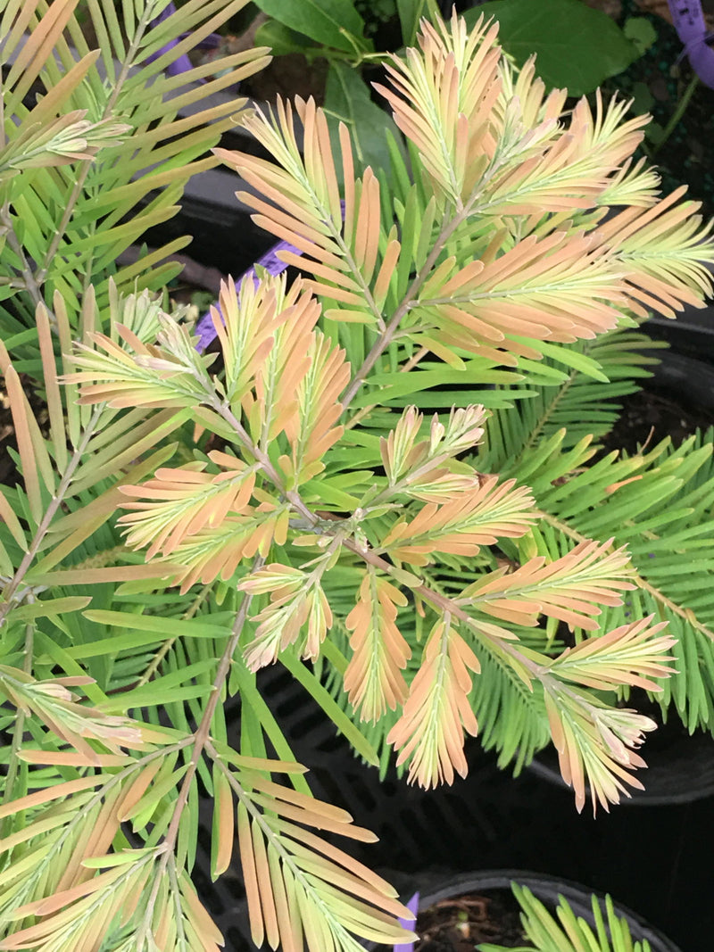 - Metasequoia glyptostroboides 'Daweswood Tawny Fleece'' Dwarf Dawes Arboretum WB Bronze Dawn Redwood - Mr Maple │ Buy Japanese Maple Trees