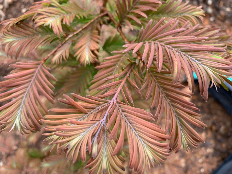 - Metasequoia glyptostroboides 'Daweswood Tawny Fleece'' Dwarf Dawes Arboretum WB Bronze Dawn Redwood - Mr Maple │ Buy Japanese Maple Trees