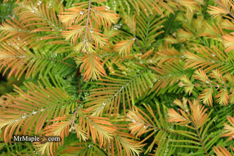 - Metasequoia glyptostroboides 'Daweswood Tawny Fleece'' Dwarf Dawes Arboretum WB Bronze Dawn Redwood - Mr Maple │ Buy Japanese Maple Trees