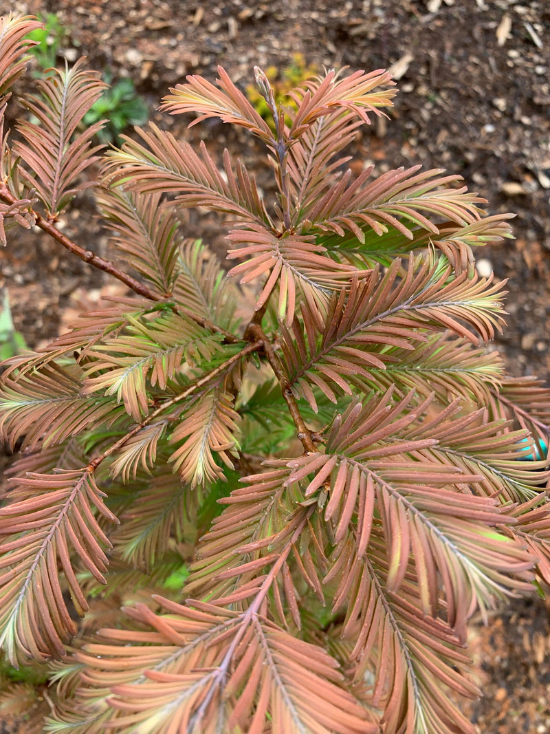 - Metasequoia glyptostroboides 'Daweswood Tawny Fleece'' Dwarf Dawes Arboretum WB Bronze Dawn Redwood - Mr Maple │ Buy Japanese Maple Trees
