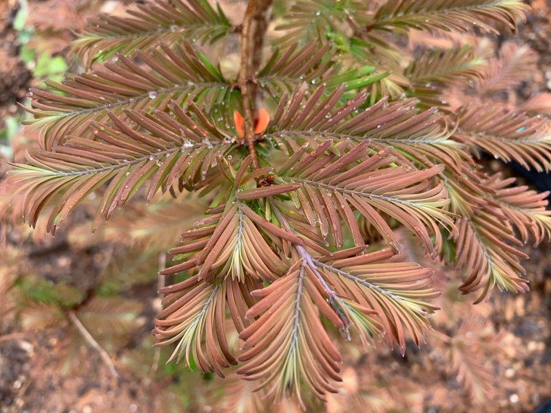 - Metasequoia glyptostroboides 'Daweswood Tawny Fleece'' Dwarf Dawes Arboretum WB Bronze Dawn Redwood - Mr Maple │ Buy Japanese Maple Trees