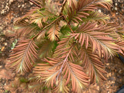 - Metasequoia glyptostroboides 'Daweswood Tawny Fleece'' Dwarf Dawes Arboretum WB Bronze Dawn Redwood - Mr Maple │ Buy Japanese Maple Trees