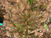 - Metasequoia glyptostroboides 'Daweswood Tawny Fleece'' Dwarf Dawes Arboretum WB Bronze Dawn Redwood - Mr Maple │ Buy Japanese Maple Trees