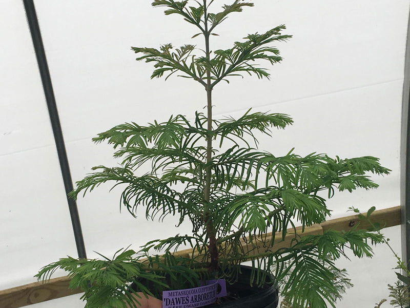 - Metasequoia glyptostroboides 'Daweswood Tawny Fleece'' Dwarf Dawes Arboretum WB Bronze Dawn Redwood - Mr Maple │ Buy Japanese Maple Trees