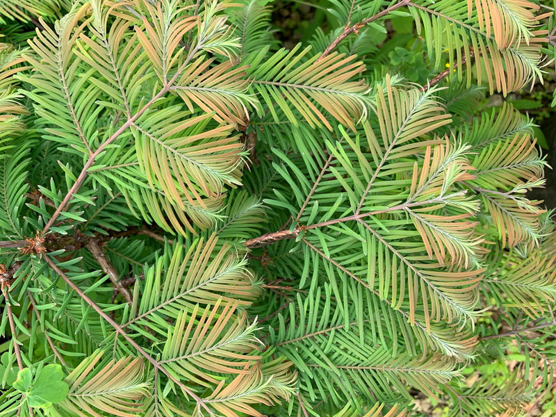 - Metasequoia glyptostroboides 'Daweswood Tawny Fleece'' Dwarf Dawes Arboretum WB Bronze Dawn Redwood - Mr Maple │ Buy Japanese Maple Trees