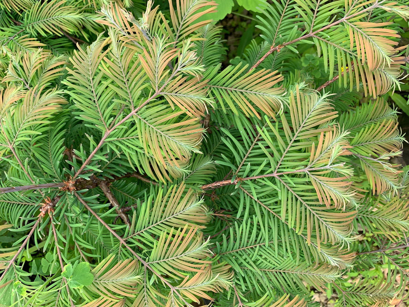 - Metasequoia glyptostroboides 'Daweswood Tawny Fleece'' Dwarf Dawes Arboretum WB Bronze Dawn Redwood - Mr Maple │ Buy Japanese Maple Trees