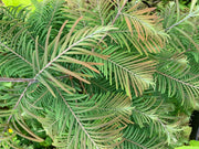 - Metasequoia glyptostroboides 'Daweswood Tawny Fleece'' Dwarf Dawes Arboretum WB Bronze Dawn Redwood - Mr Maple │ Buy Japanese Maple Trees