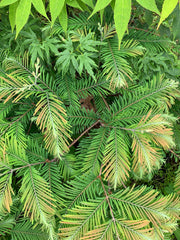 - Metasequoia glyptostroboides 'Daweswood Tawny Fleece'' Dwarf Dawes Arboretum WB Bronze Dawn Redwood - Mr Maple │ Buy Japanese Maple Trees