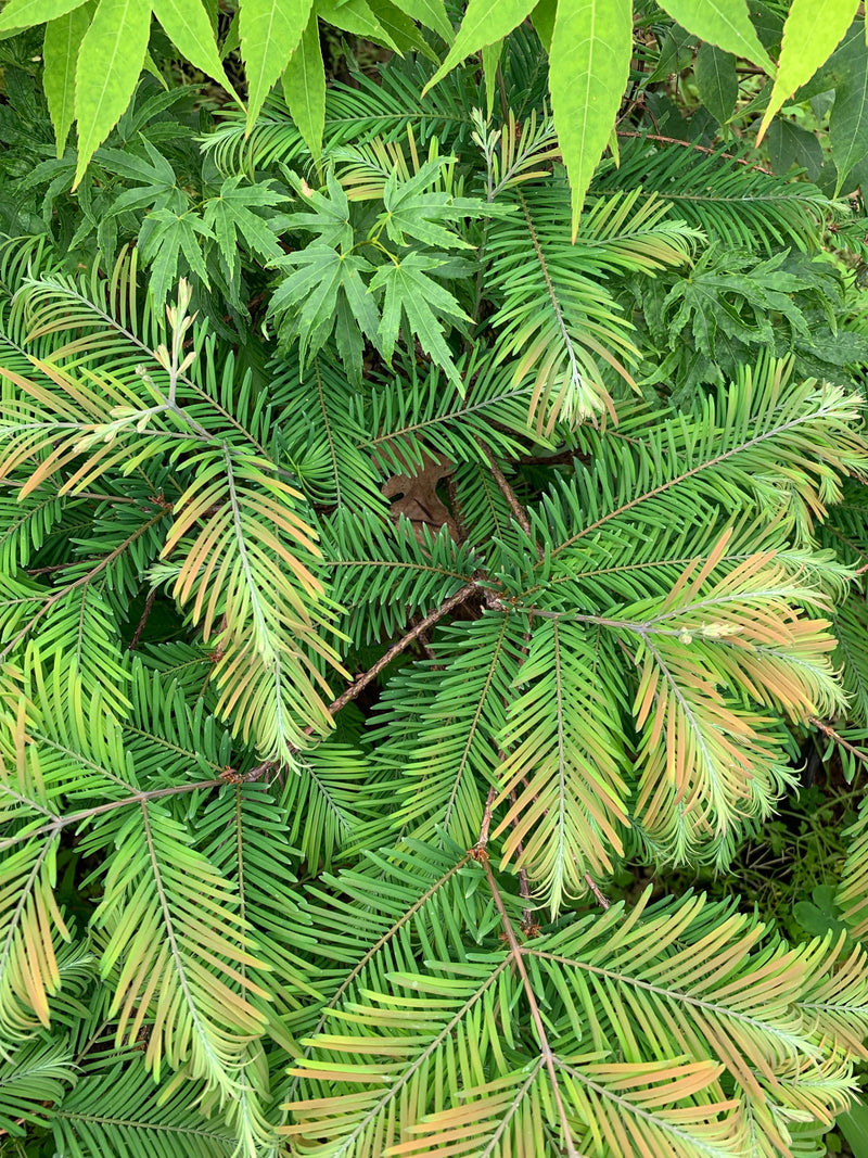 - Metasequoia glyptostroboides 'Daweswood Tawny Fleece'' Dwarf Dawes Arboretum WB Bronze Dawn Redwood - Mr Maple │ Buy Japanese Maple Trees