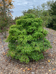 - Metasequoia glyptostroboides 'Daweswood Tawny Fleece'' Dwarf Dawes Arboretum WB Bronze Dawn Redwood - Mr Maple │ Buy Japanese Maple Trees